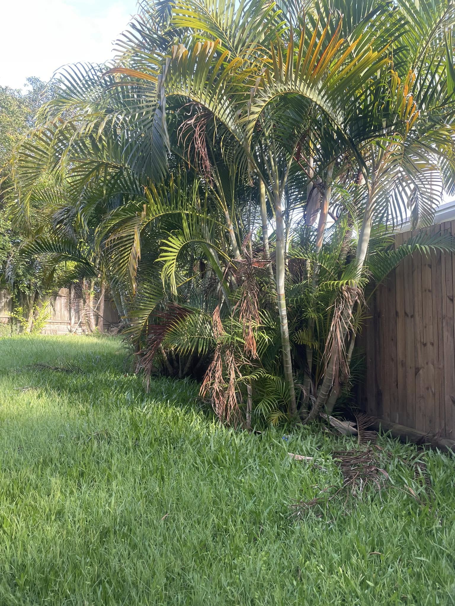 Palm cleaning by Chimpantrees