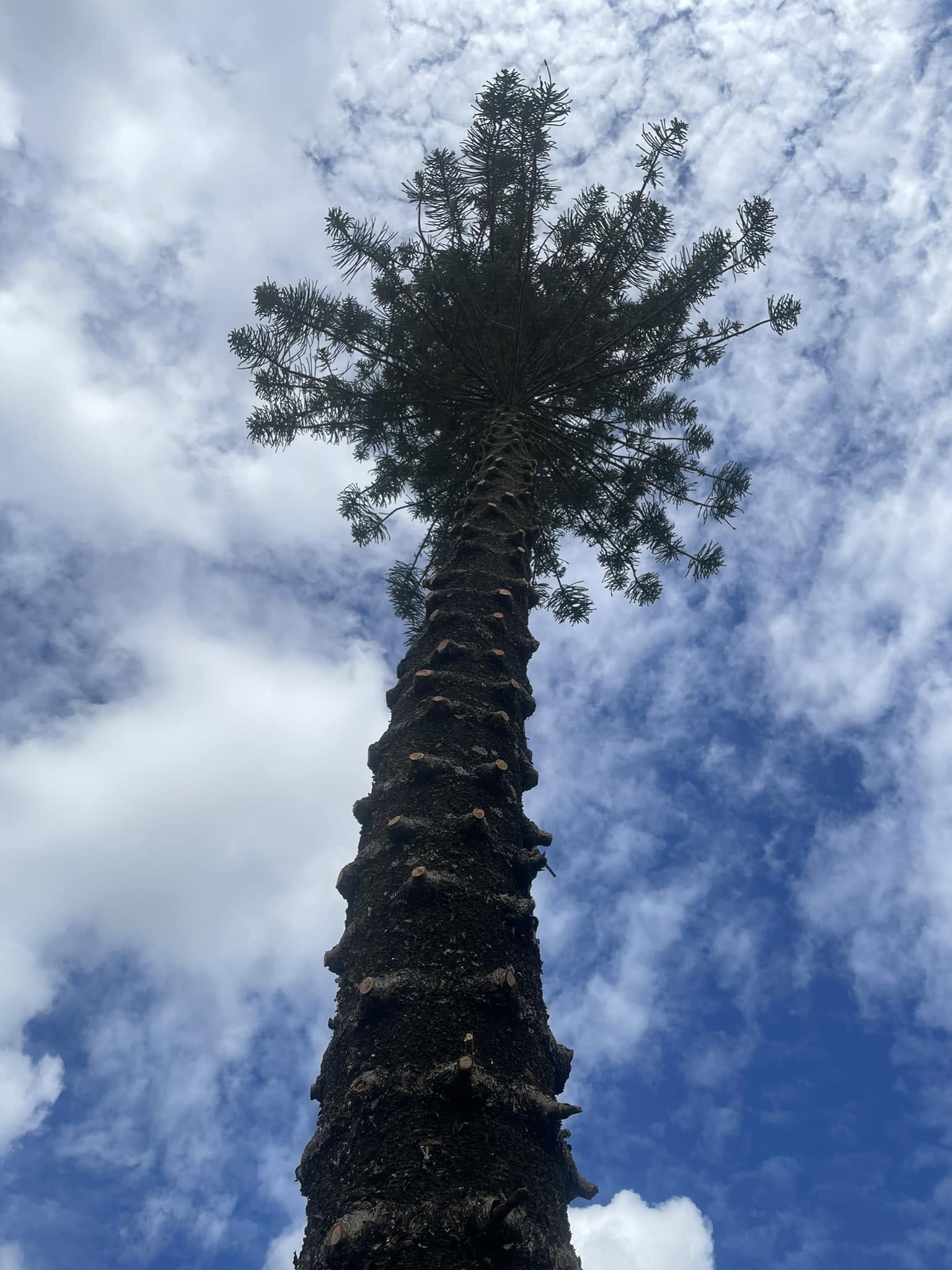 Chimpantrees tree work — In the crown