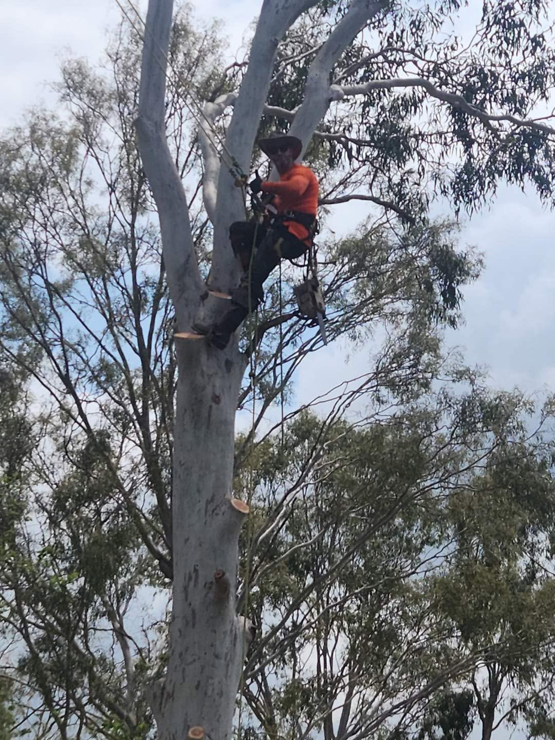 Chimpantrees arborist climbing and removing a tall tree