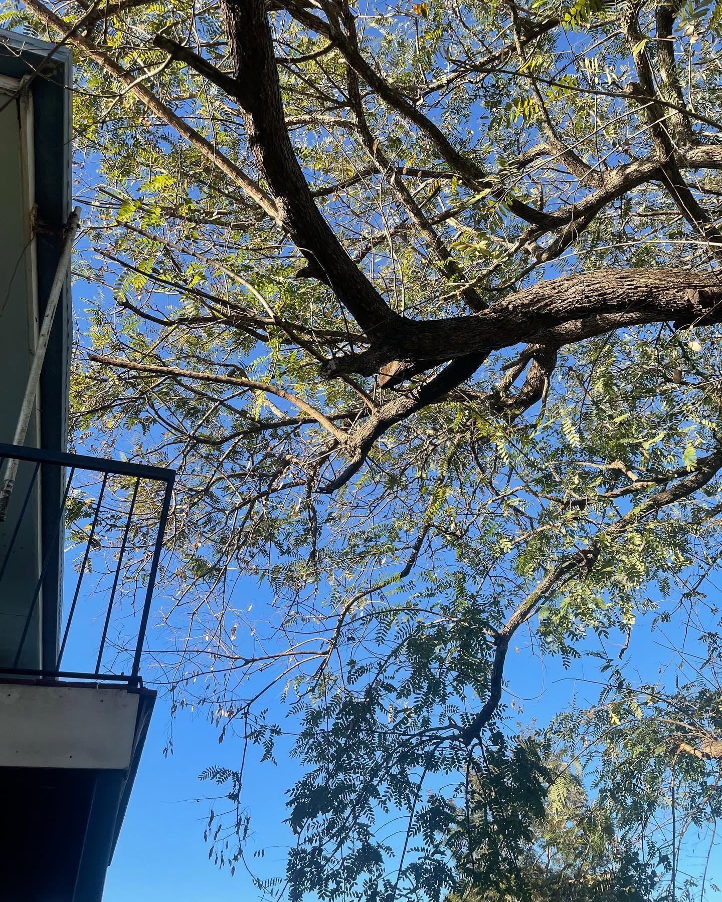 Pruning & crown reductions by Chimpantrees