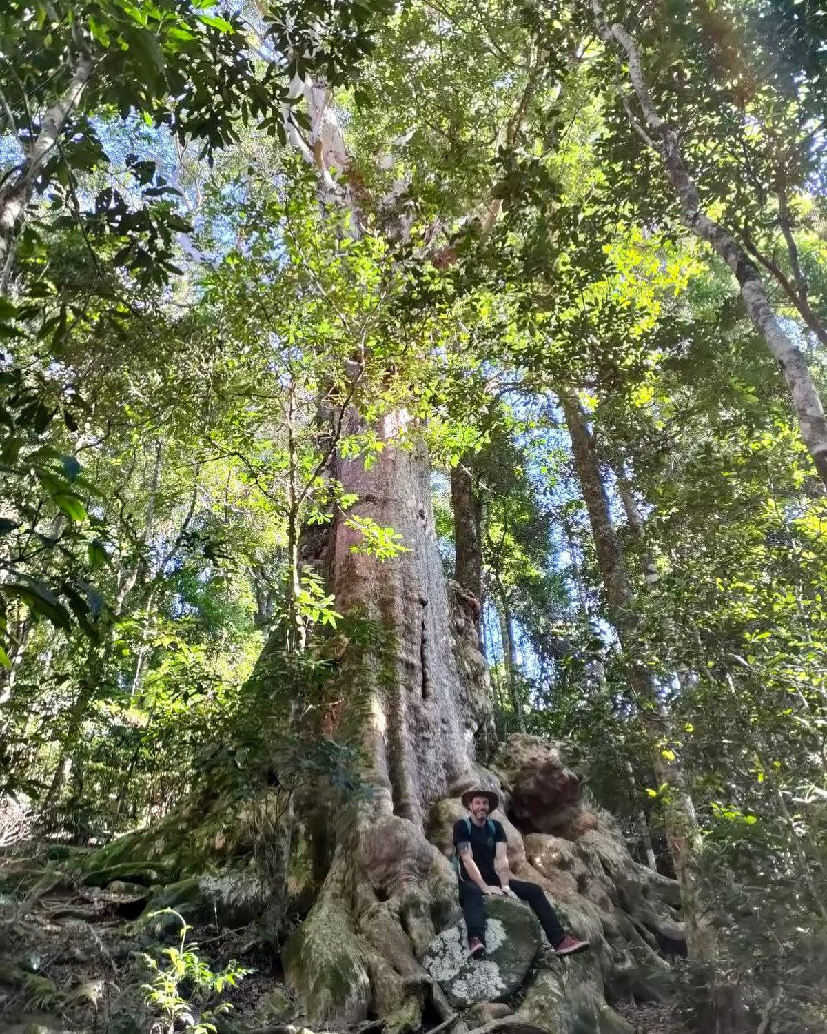 Chimpantrees tree work — Big timber